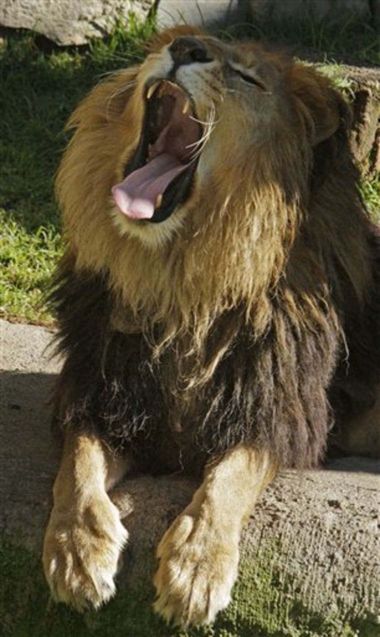In this photo taken Aug. 17, 2011, a lion yawns in a public zoo that houses animals captured from drug traffickers, pets smugglers and circuses without permits for their animals in Zacango, Mexico.  As federal authorities target a growing number of gang leaders in Mexico's five-year-long drug war, many of their pets are being driven from their gilded cages and ending up in more modest housing in the country's zoos.  Authorities have discovered drug cartel private zoos that housed tigers, panthers and lions among other animals of exotic breeds.  (AP Photo/Arnulfo Franco)